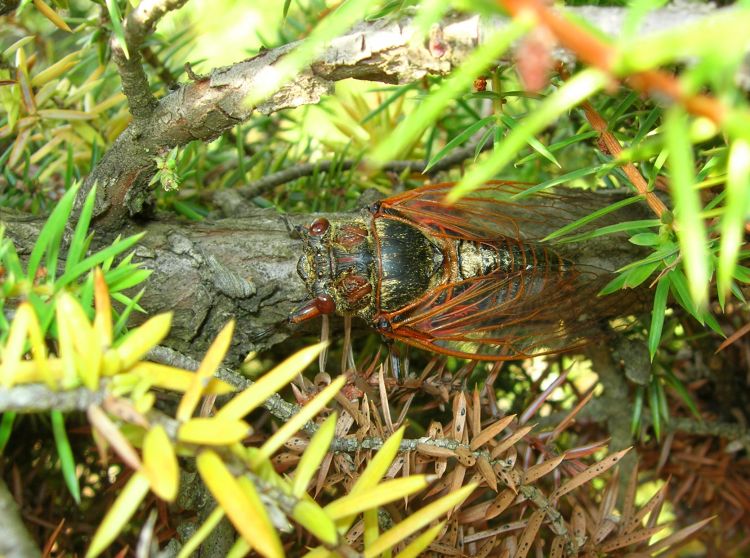 Fonds d'cran Animaux Insectes - Cigales Cigale rouge