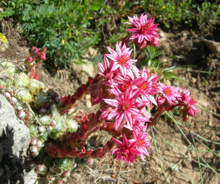 Wallpapers Nature Flowers Joubarbe