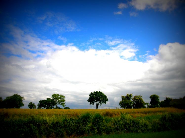 Fonds d'cran Nature Arbres - Forts seul et accompagn