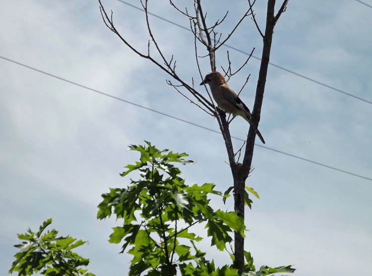 Fonds d'cran Animaux Oiseaux - Geais geai au jardin