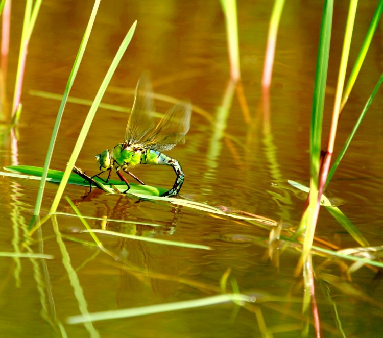 Wallpapers Animals Insects - Dragonflies Wallpaper N305448