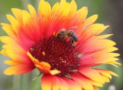  Nature Gaillarde