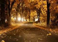  Nature route d'automne