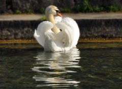  Animals Les cygnes amoureux