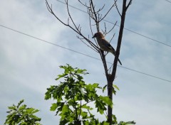  Animaux geai au jardin