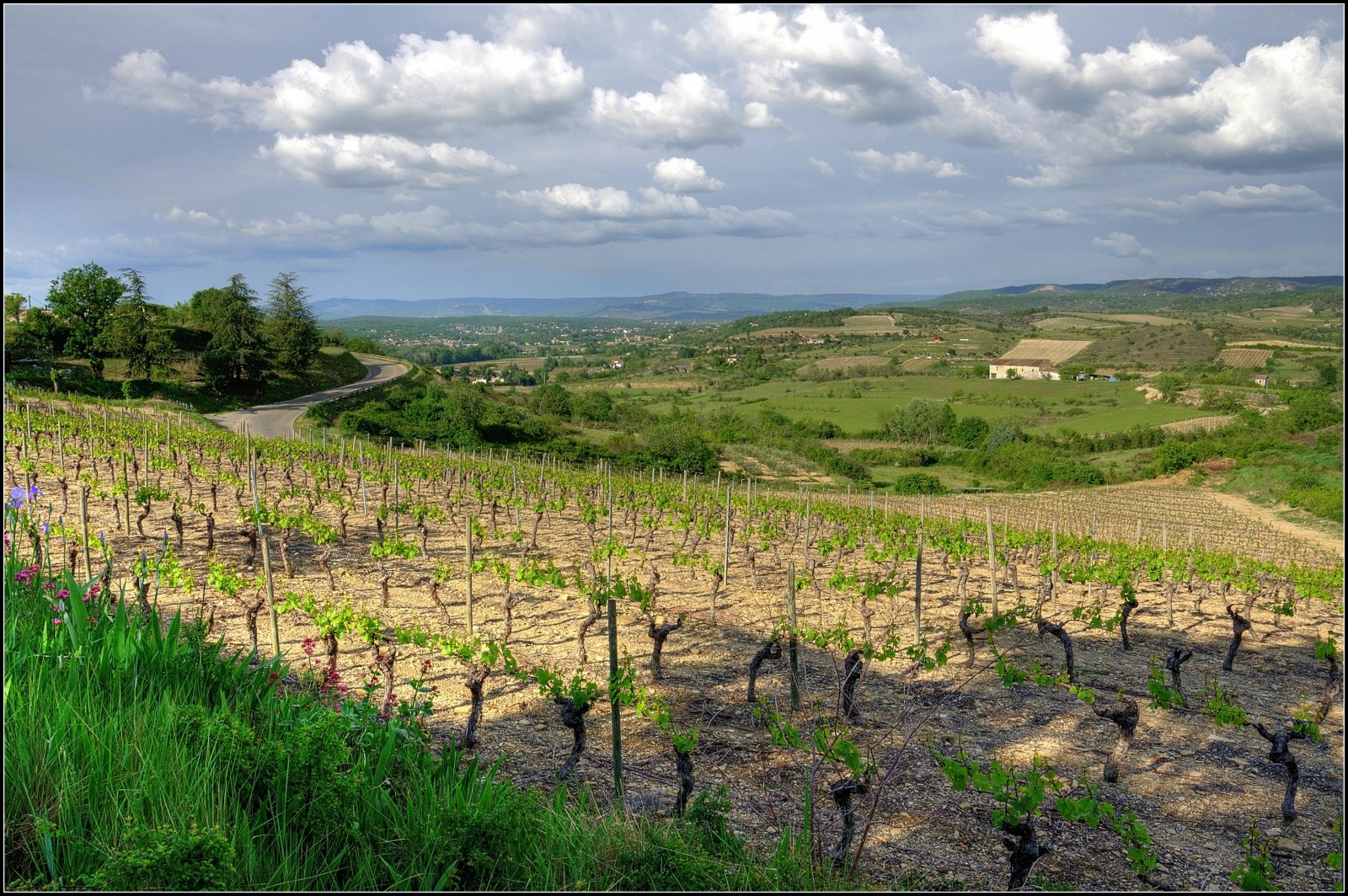 Wallpapers Nature Campaign Le printemps de la vigne