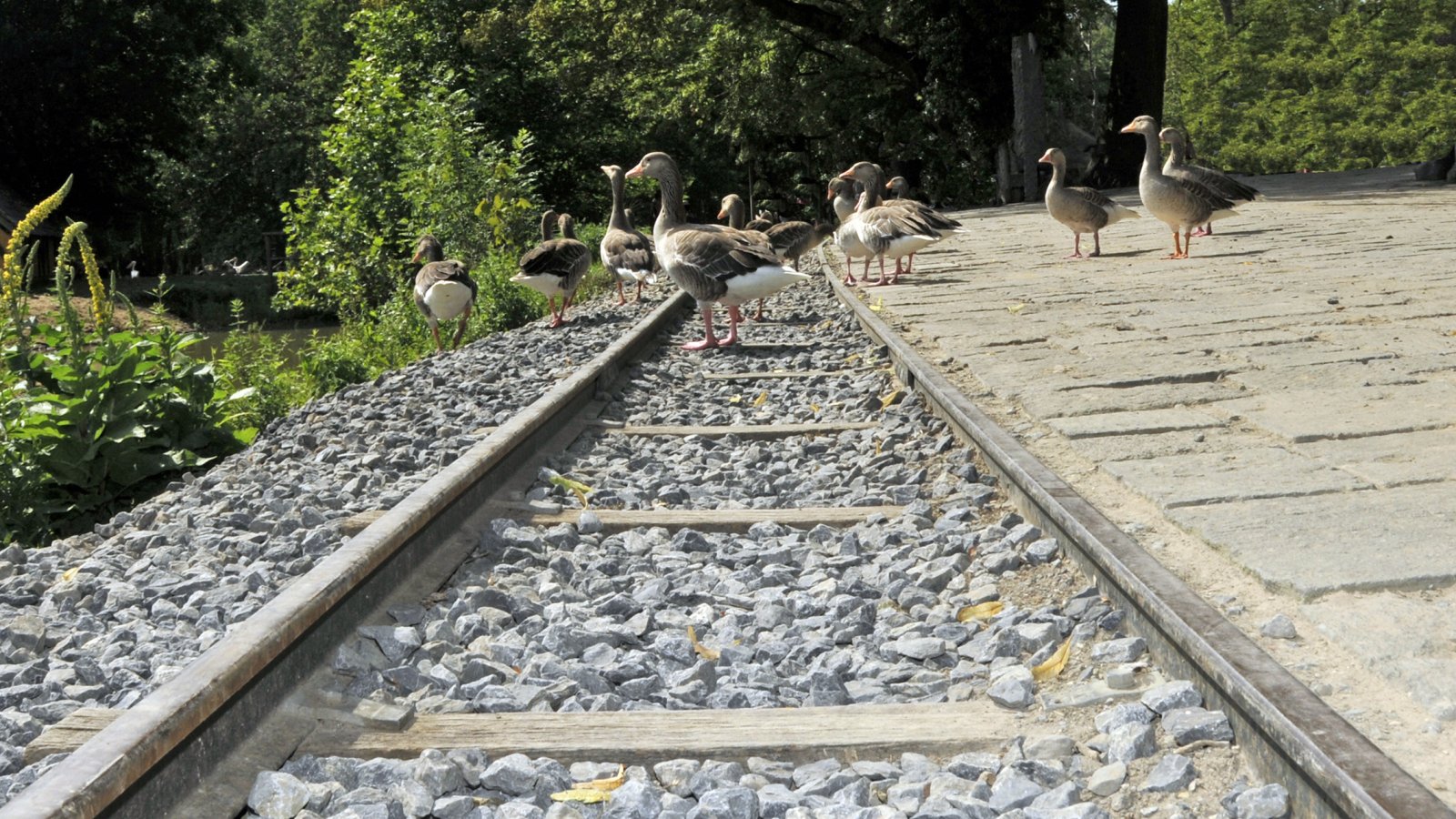 Wallpapers Animals Birds - Ducks Une voie ferrée pour les canards