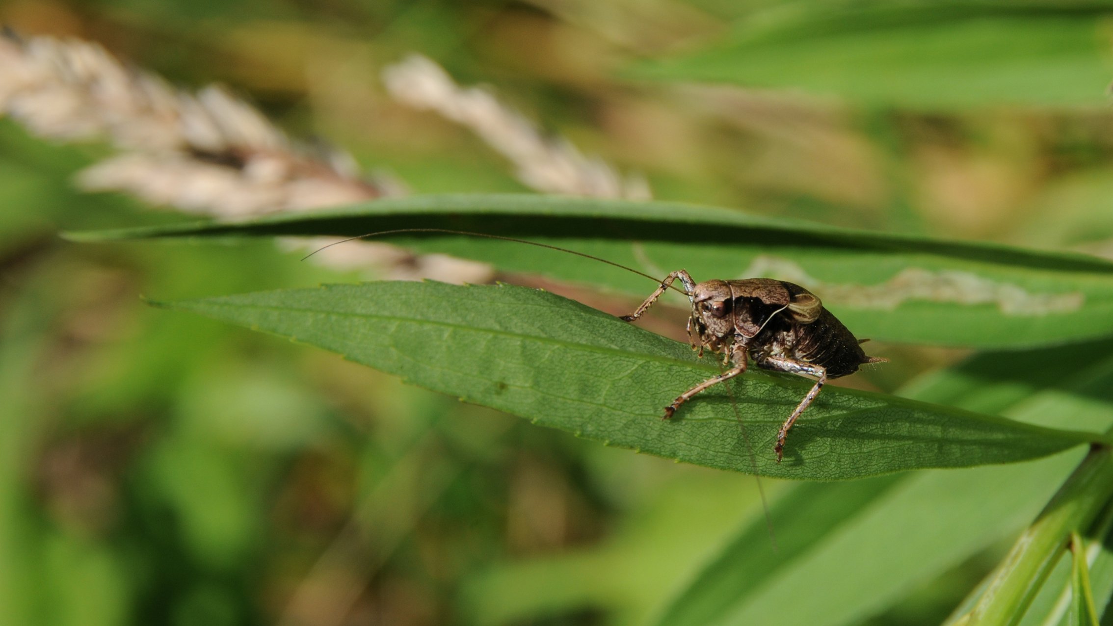 Fonds d'cran Animaux Insectes - Divers Sur une feuille perch ...