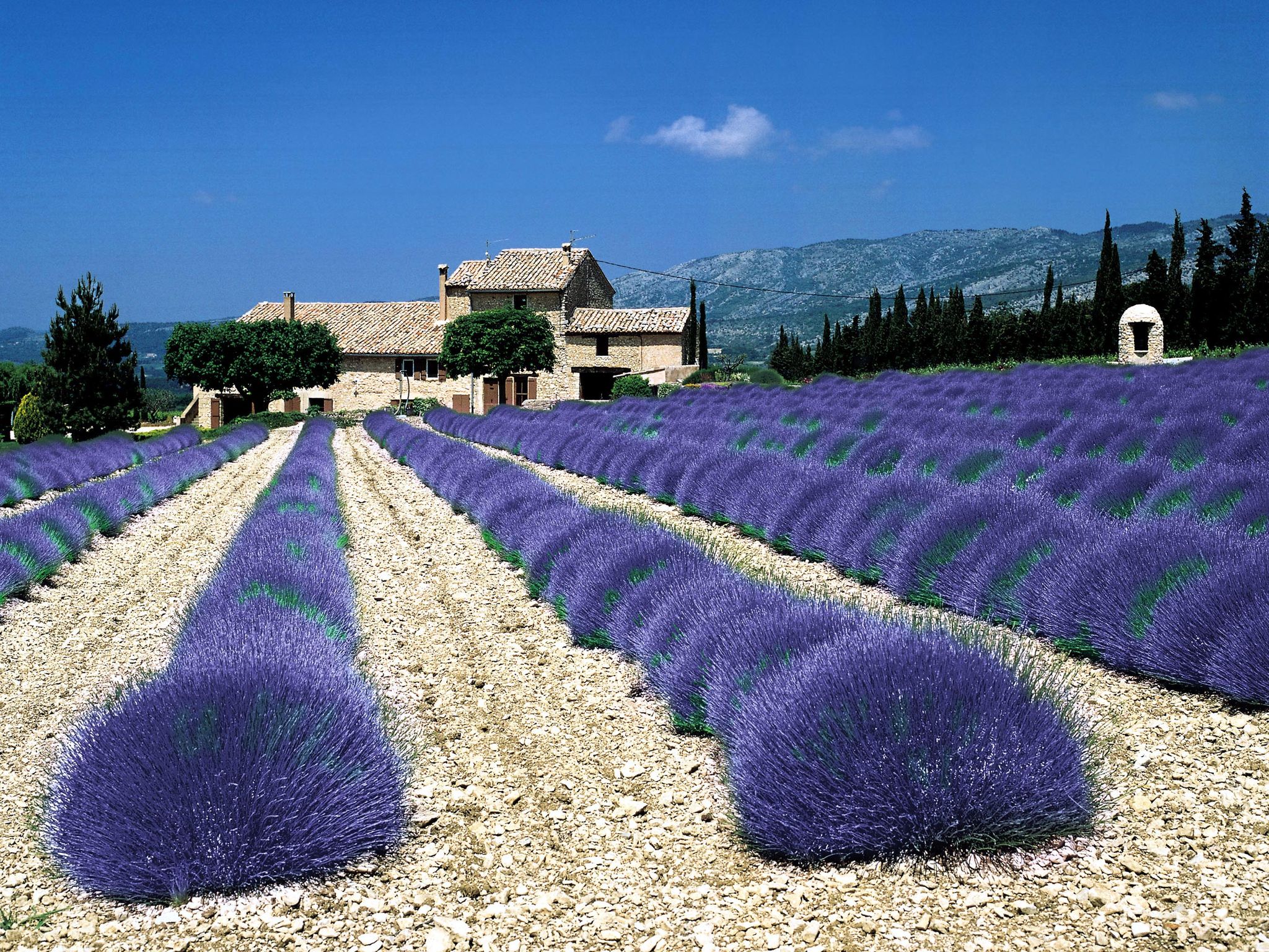 Wallpapers Nature Flowers Le sud