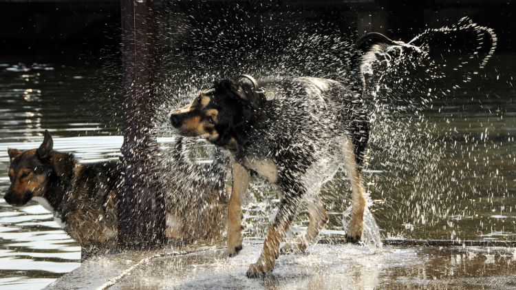 Fonds d'cran Animaux Chiens Le bain du chien