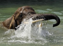  Animaux Le bain de l'lphant