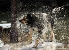  Animaux Le bain du chien