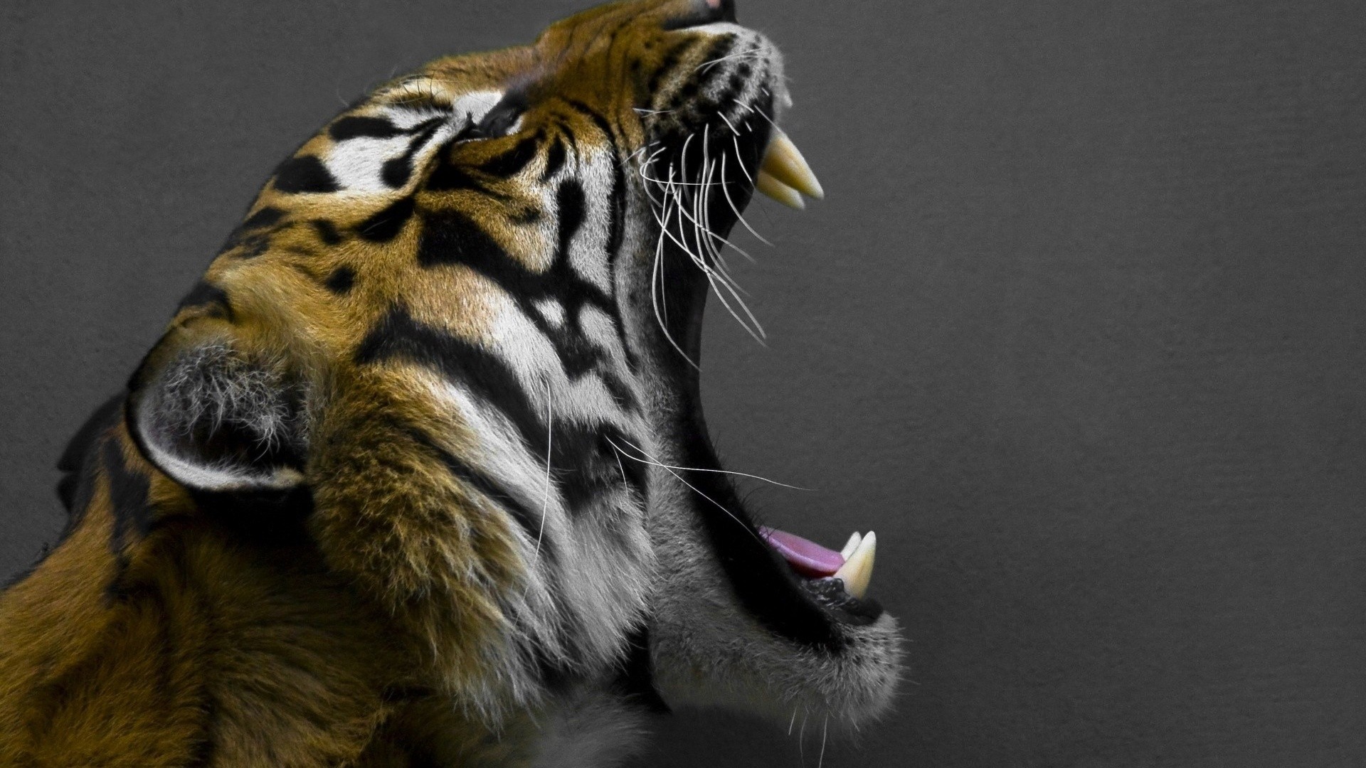 Wallpapers Animals Felines - Tigers 