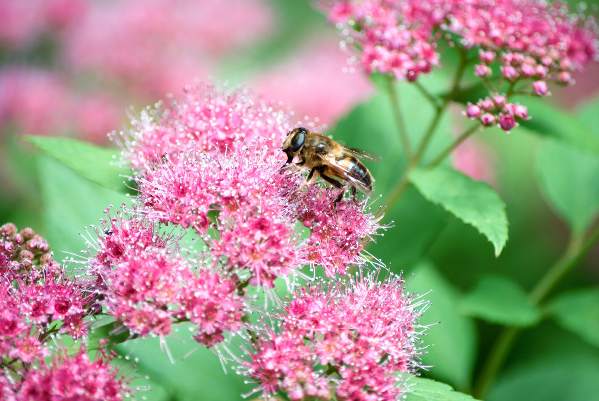 Fonds d'cran Animaux Insectes - Abeilles Gupes ... une abeille qui se rgale