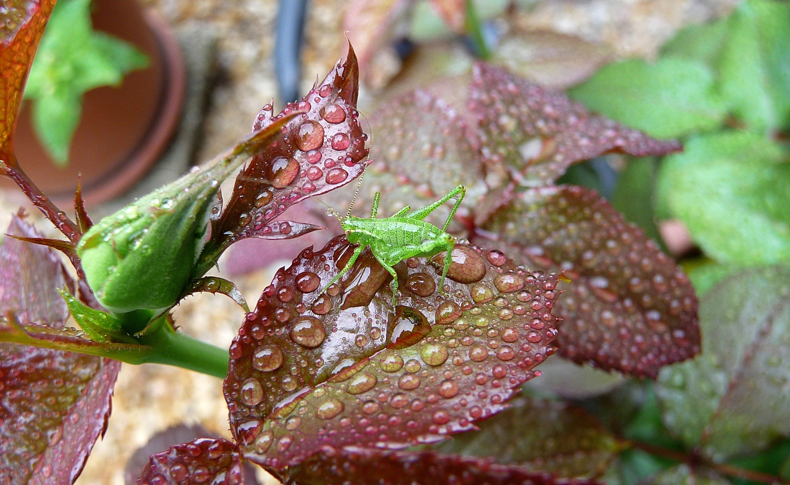 Wallpapers Animals Insects - Grasshoppers and Locusts Elle est mignonne!