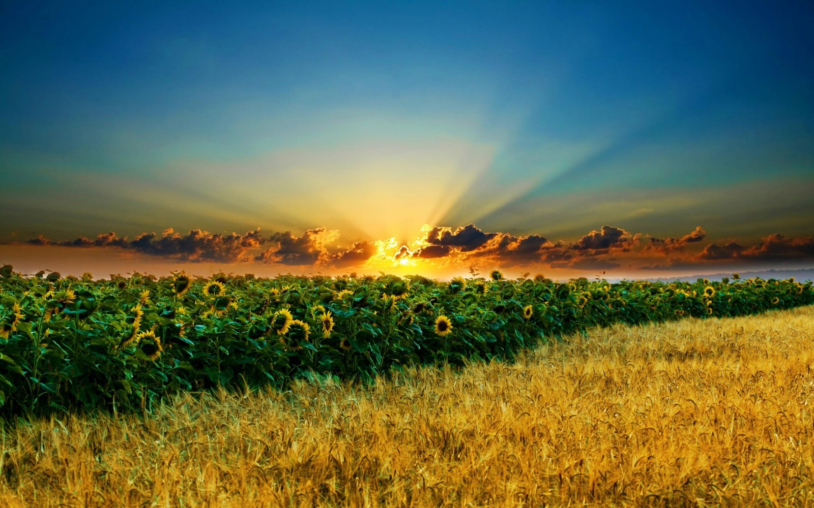 Fonds d'cran Nature Champs - Prairies tounesols