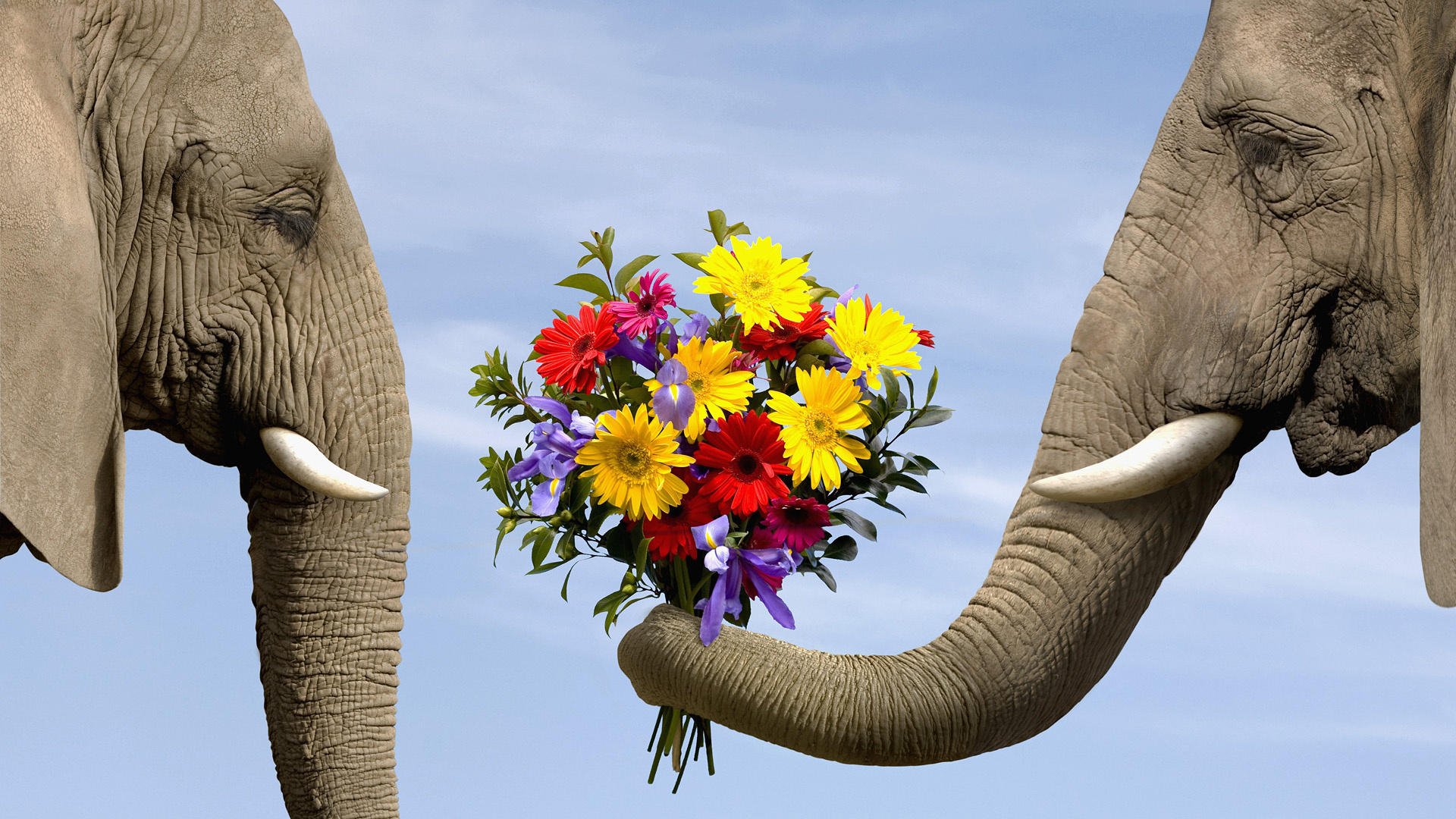 Wallpapers Animals Elephants pour me faire pardonner