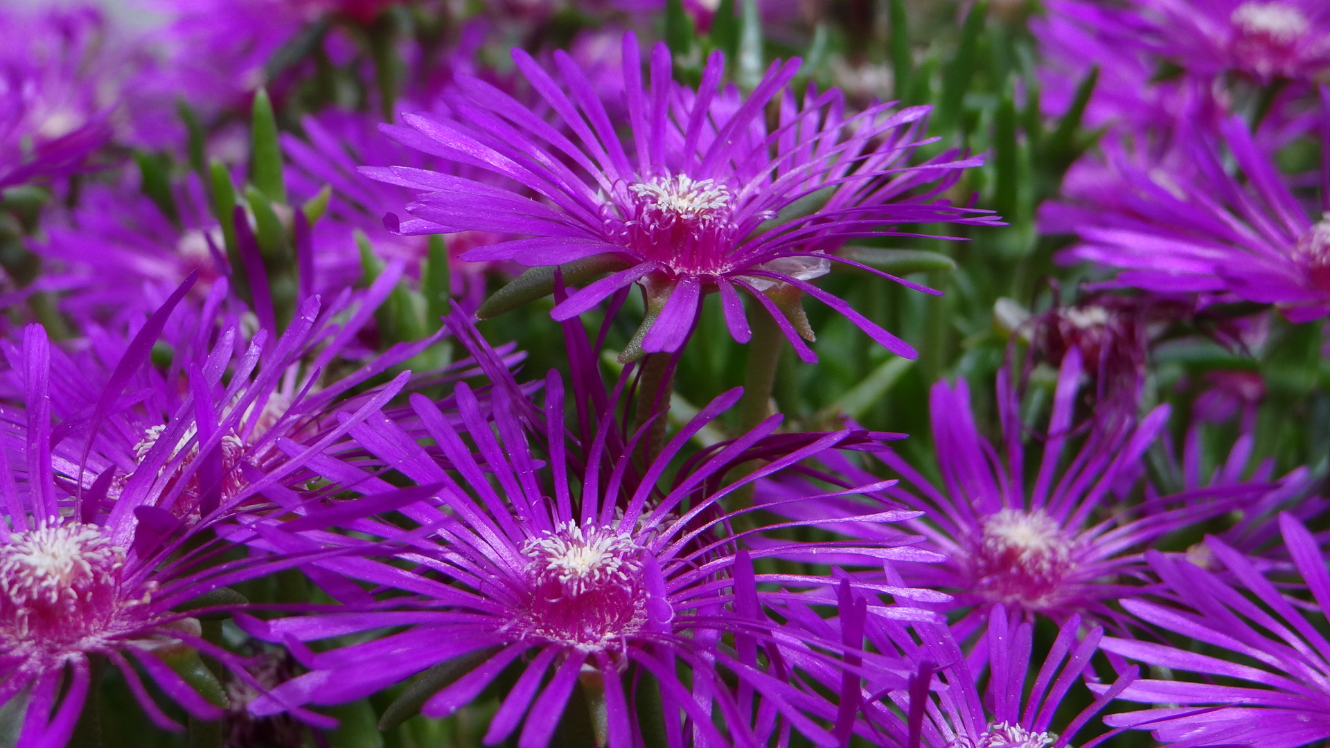 Fonds d'cran Nature Fleurs Fleurs et feuille du jardin