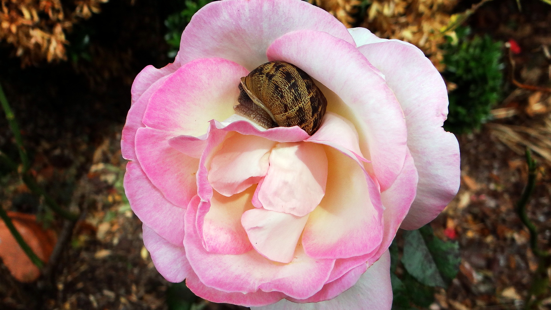 Fonds d'cran Nature Fleurs Fleurs et feuille du jardin