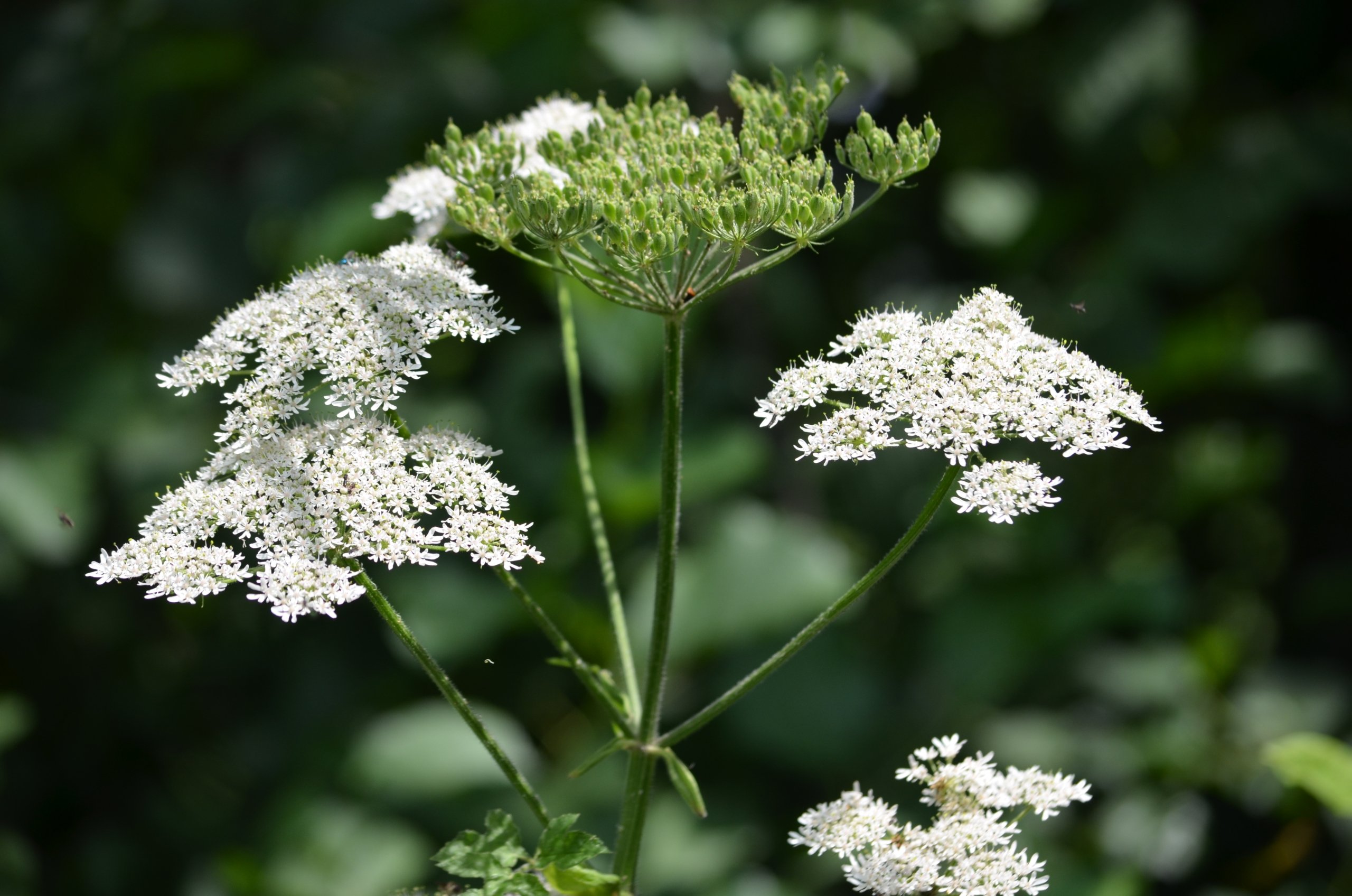 Wallpapers Nature Flowers 