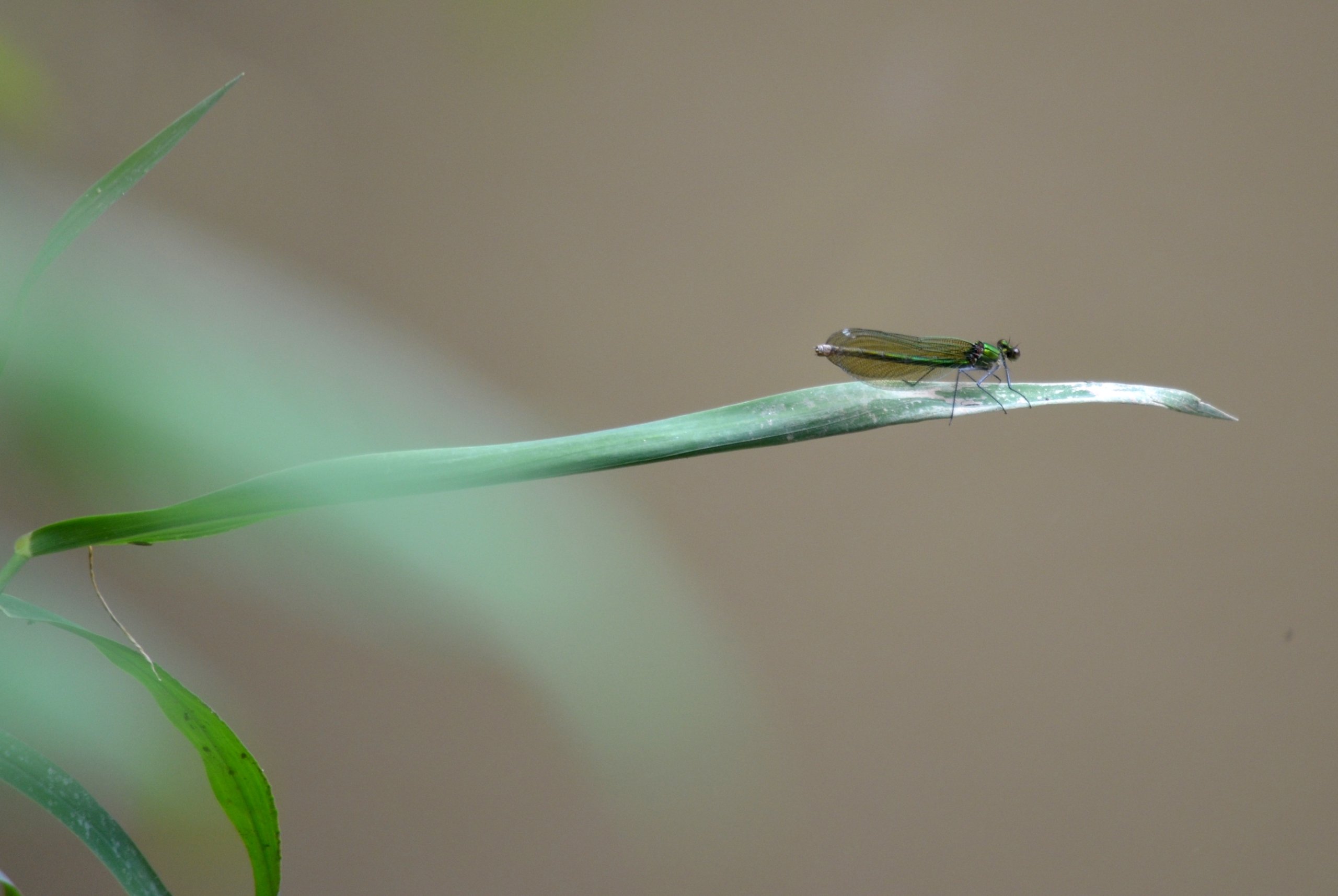 Fonds d'cran Animaux Insectes - Libellules 