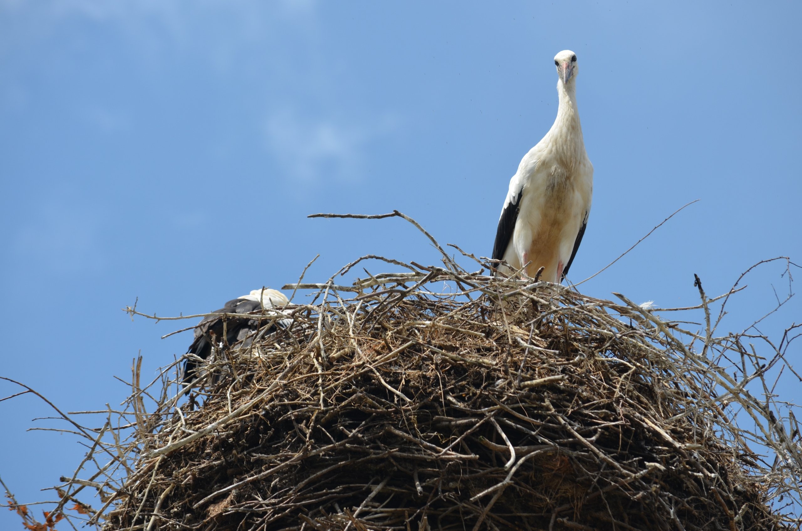 Fonds d'cran Animaux Oiseaux - Cigognes 