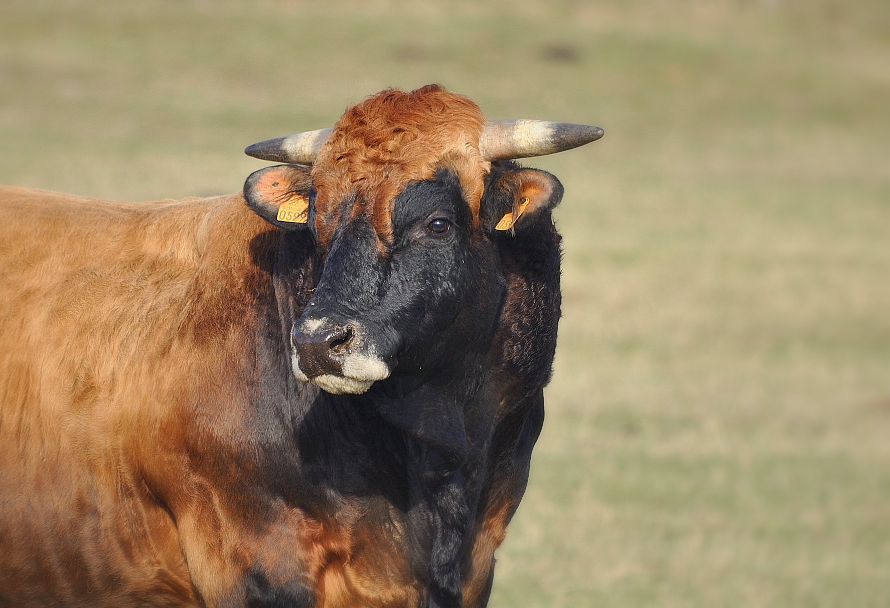 Fonds d'cran Animaux Vaches - Taureaux - Boeufs Taureau