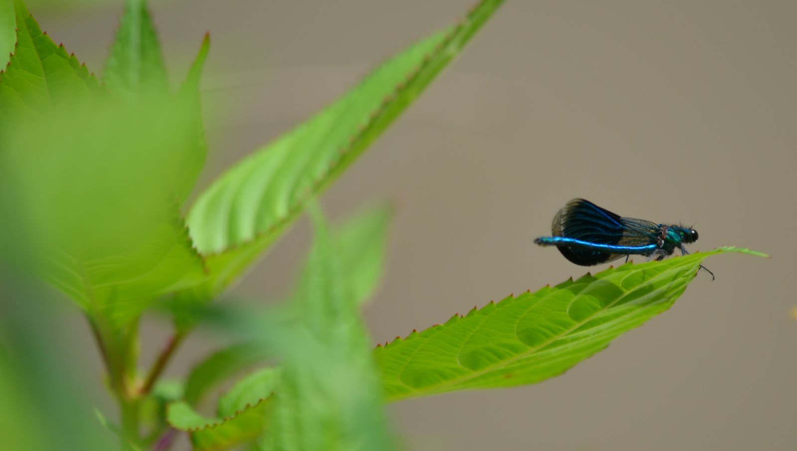 Fonds d'cran Animaux Insectes - Libellules 