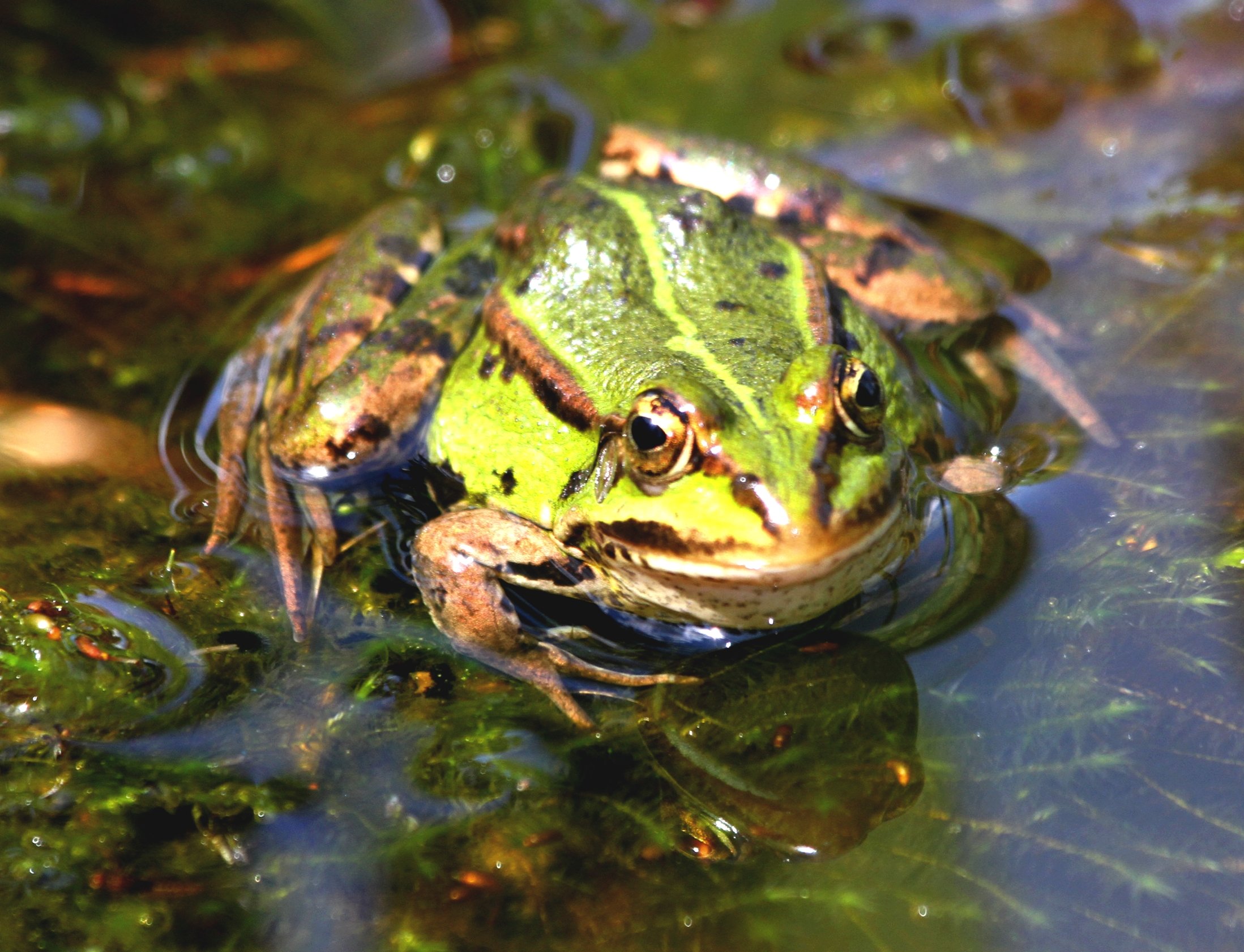 Wallpapers Animals Frogs - Toads 