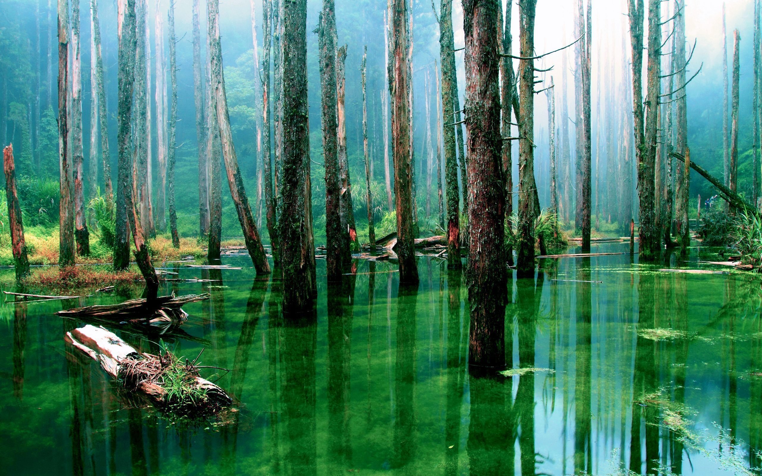 Fonds d'cran Nature Arbres - Forts 