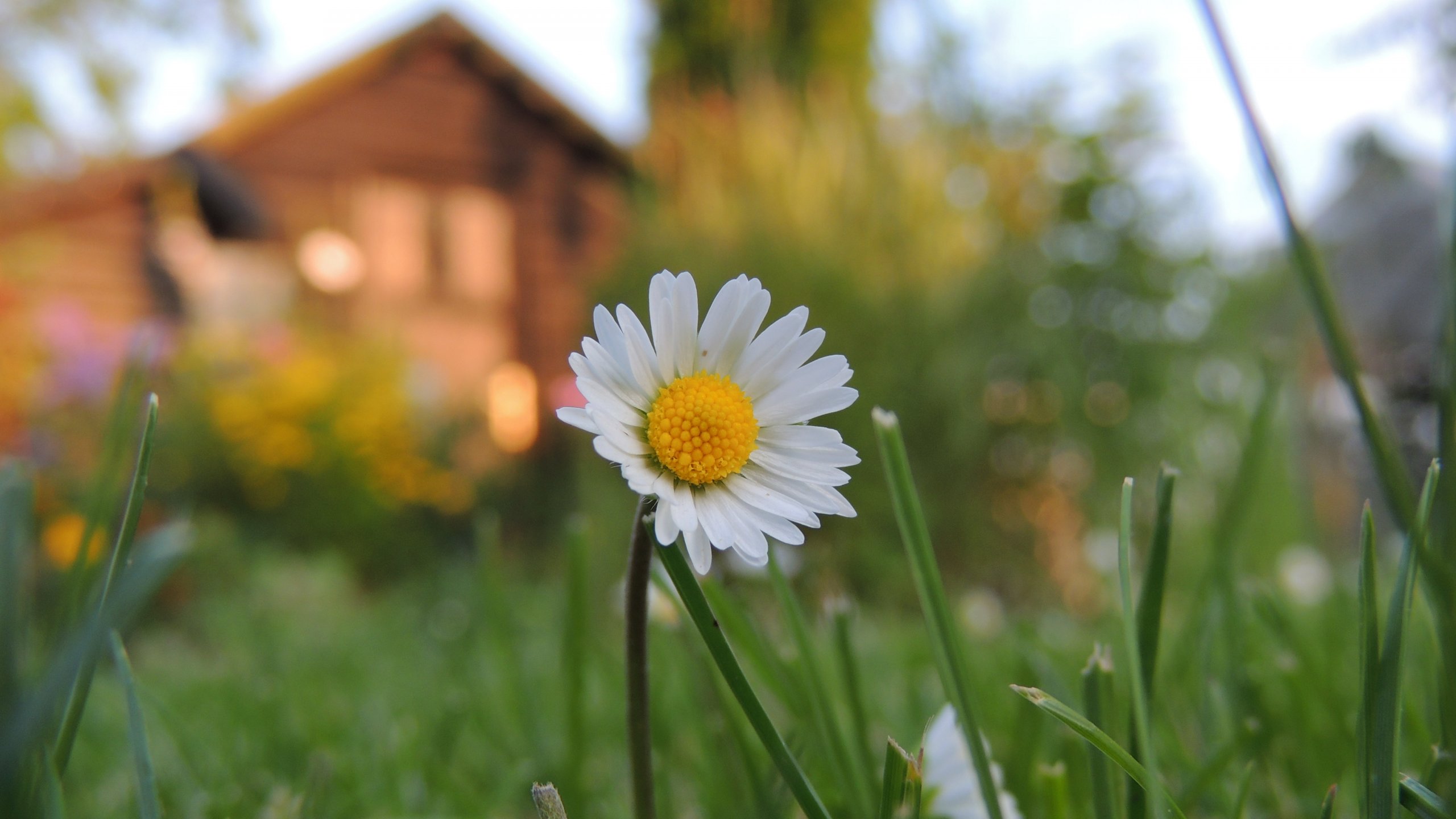 Wallpapers Nature Flowers Paquerette