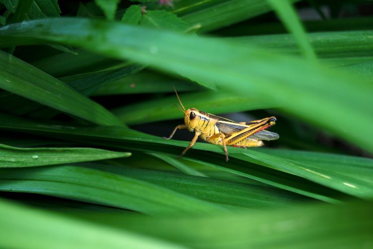 Fonds d'cran Animaux Insectes - Sauterelles et Criquets Une sauterelle jaune sur feuillage vert