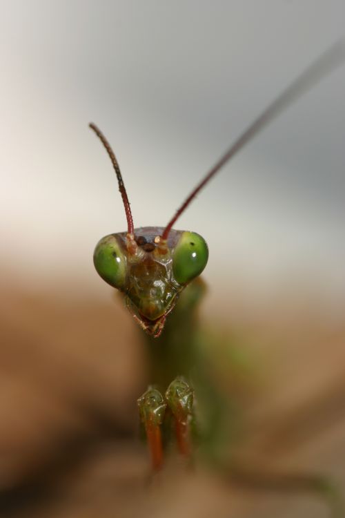 Wallpapers Animals Insects - Mantis mante religieuse