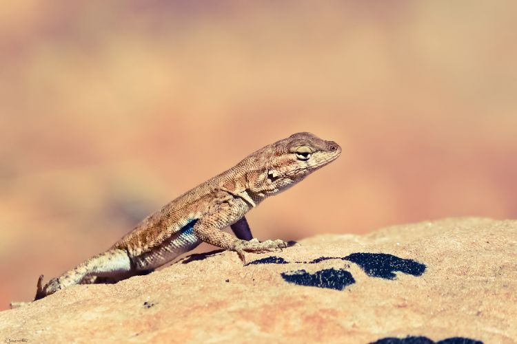 Wallpapers Animals Lizards - Iguanas Cold-blooded