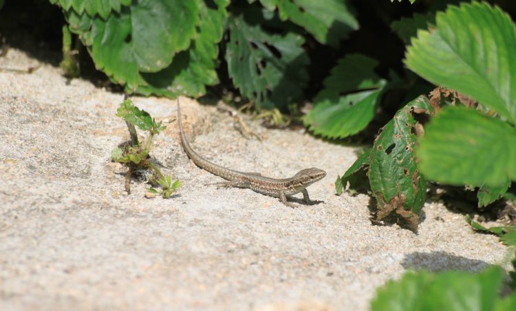 Fonds d'cran Animaux Lzards - Iguanes Habitant du jardin