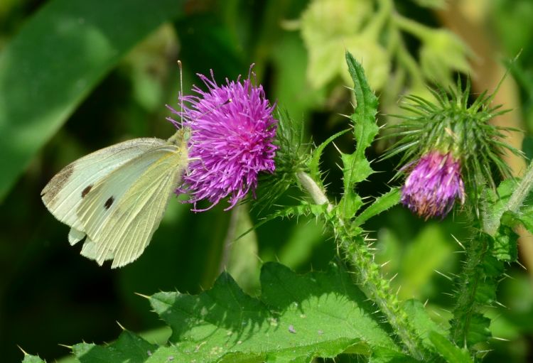 Fonds d'cran Animaux Insectes - Papillons Wallpaper N305746