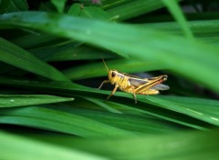  Animaux Une sauterelle jaune sur feuillage vert