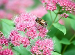  Animaux une abeille qui se rgale