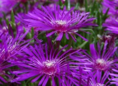  Nature Fleurs et feuille du jardin