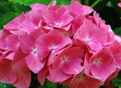  Nature Fleurs et feuille du jardin