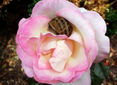  Nature Fleurs et feuille du jardin