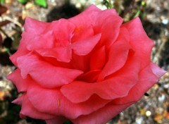  Nature Fleurs et feuille du jardin