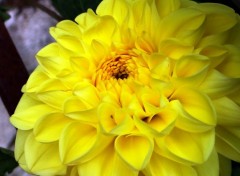  Nature Fleurs et feuille du jardin