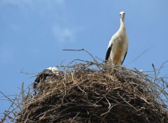  Animaux Image sans titre N305719