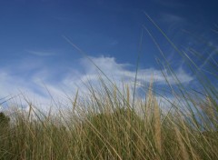  Nature herbes de dune