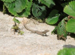  Animaux Habitant du jardin