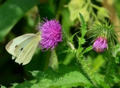  Animaux Image sans titre N305746