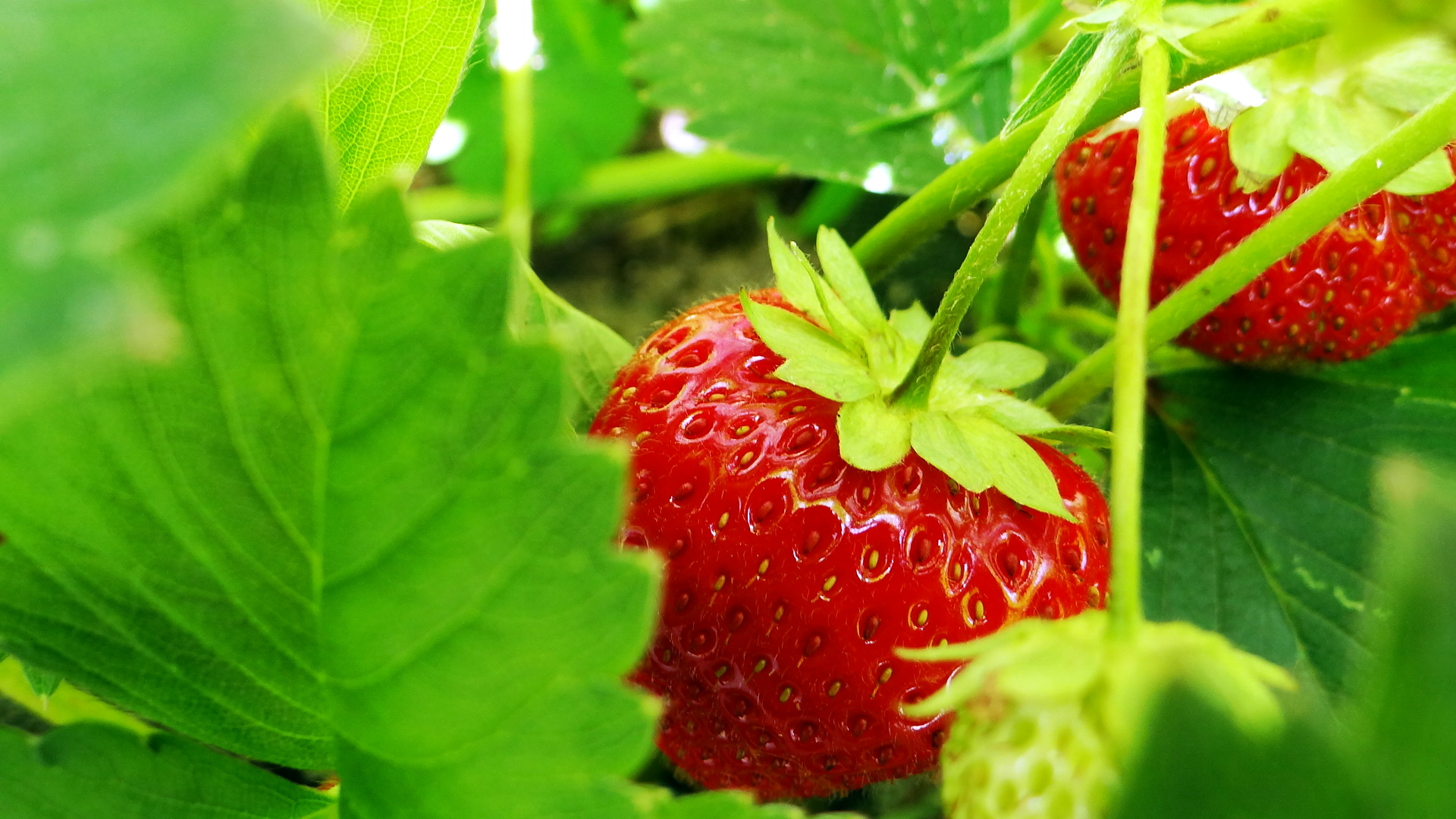 Wallpapers Nature Fruits Fraises