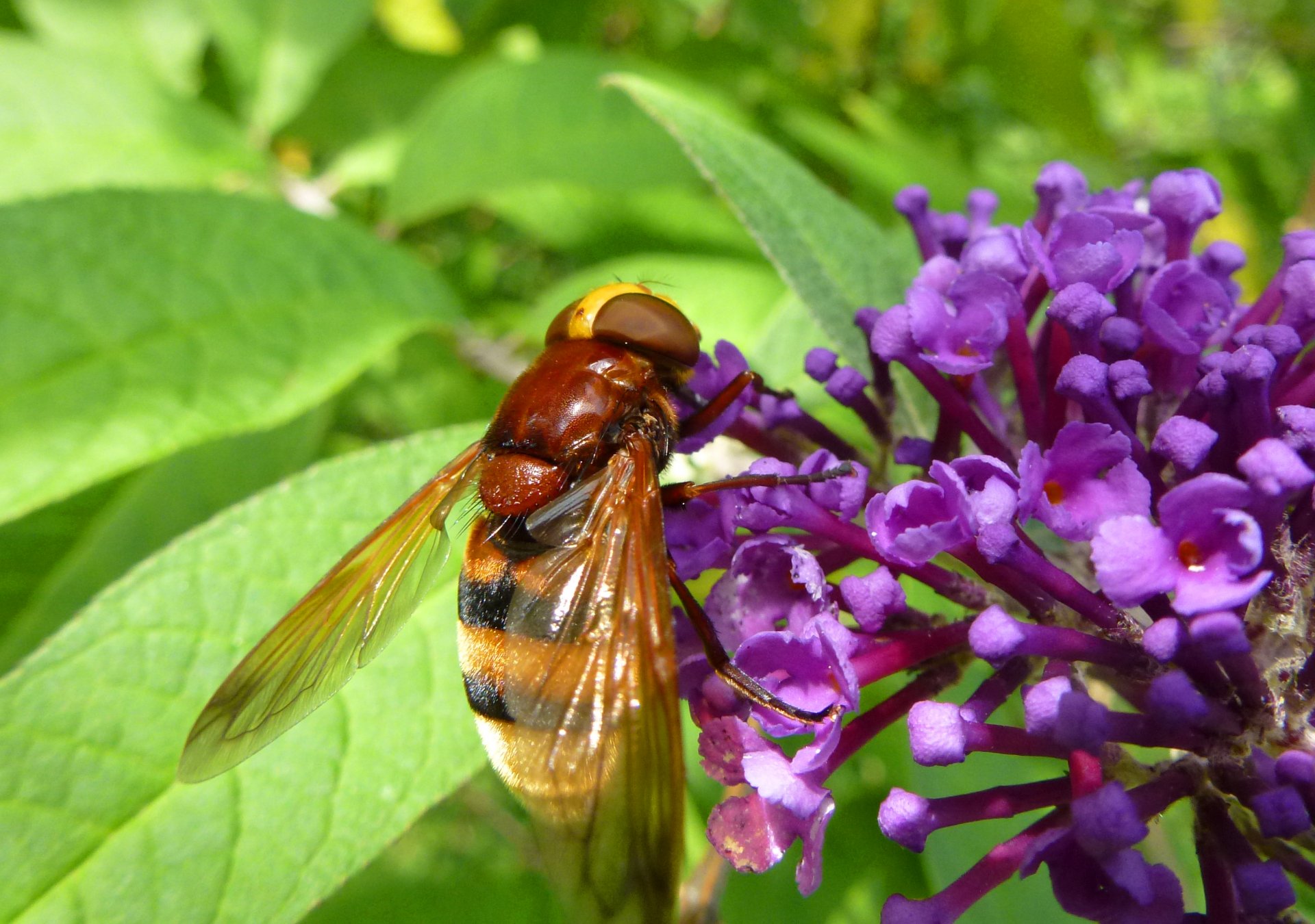 Fonds d'cran Animaux Insectes - Abeilles Gupes ... Volucella zonaria