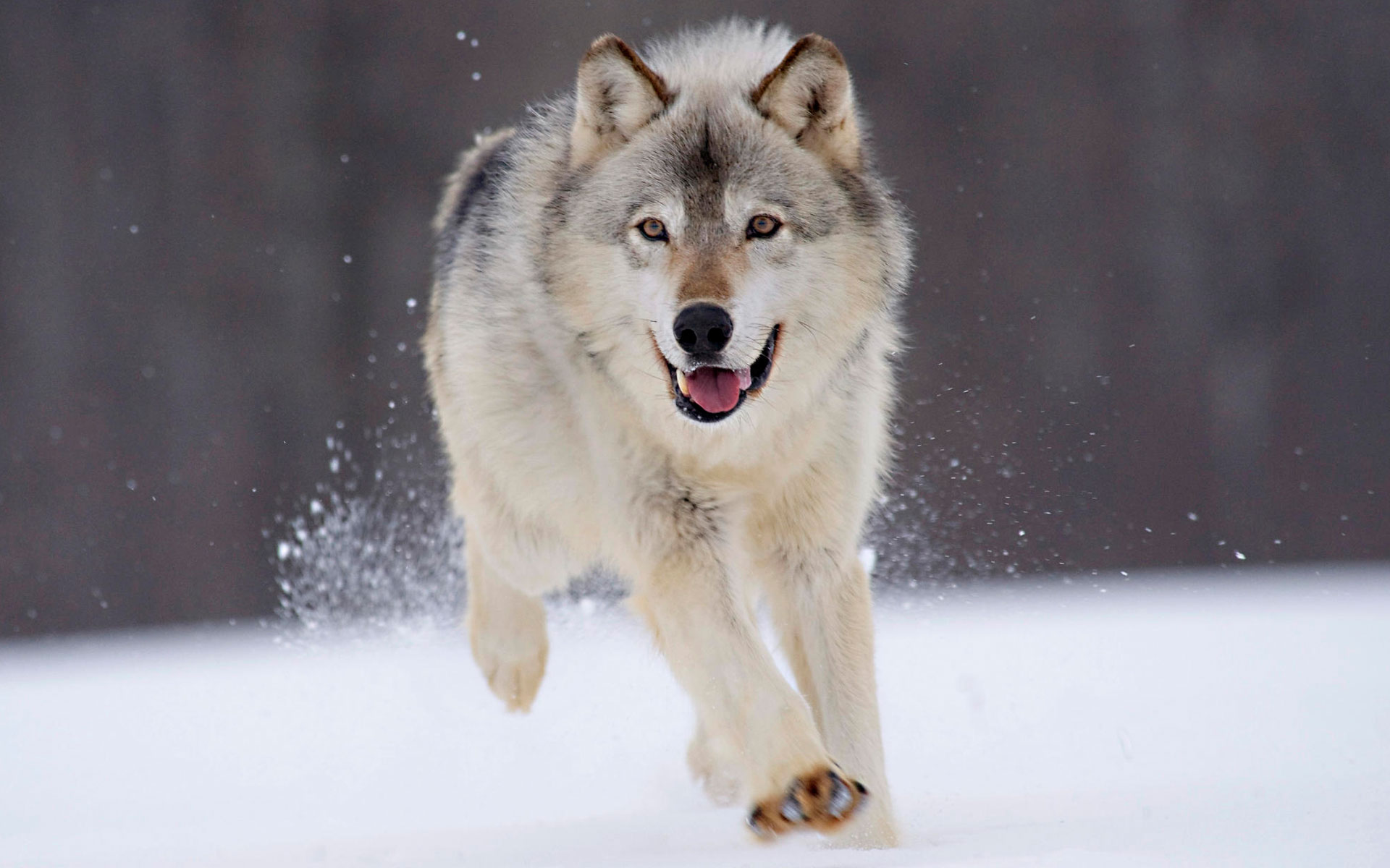 Fonds d'cran Animaux Loups Loups